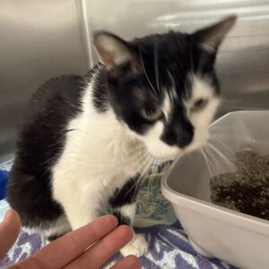 person petting a black and white cat