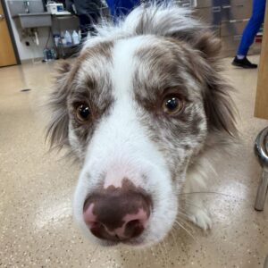 Curious dog close-up face