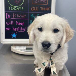 Cute golden retriever puppy at vet.