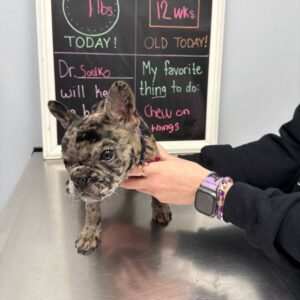 Cute merle French bulldog puppy