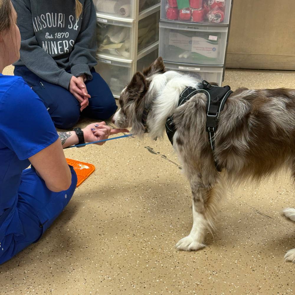 Dog and trainer interacting Dog and trainer interacting