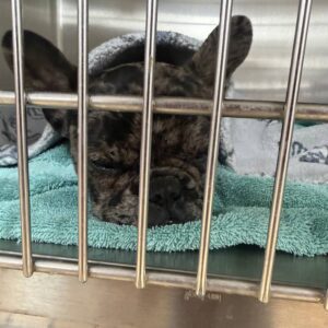 Dog sleeping in crate