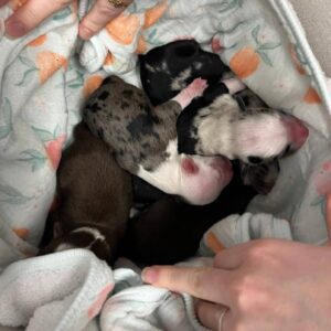Pile of newborn puppies