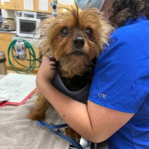 Small dog, person holding