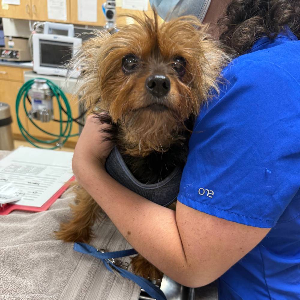 Small dog, person holding Small dog, person holding