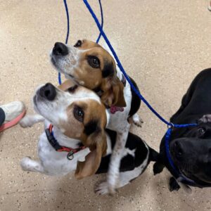 Three dogs looking up