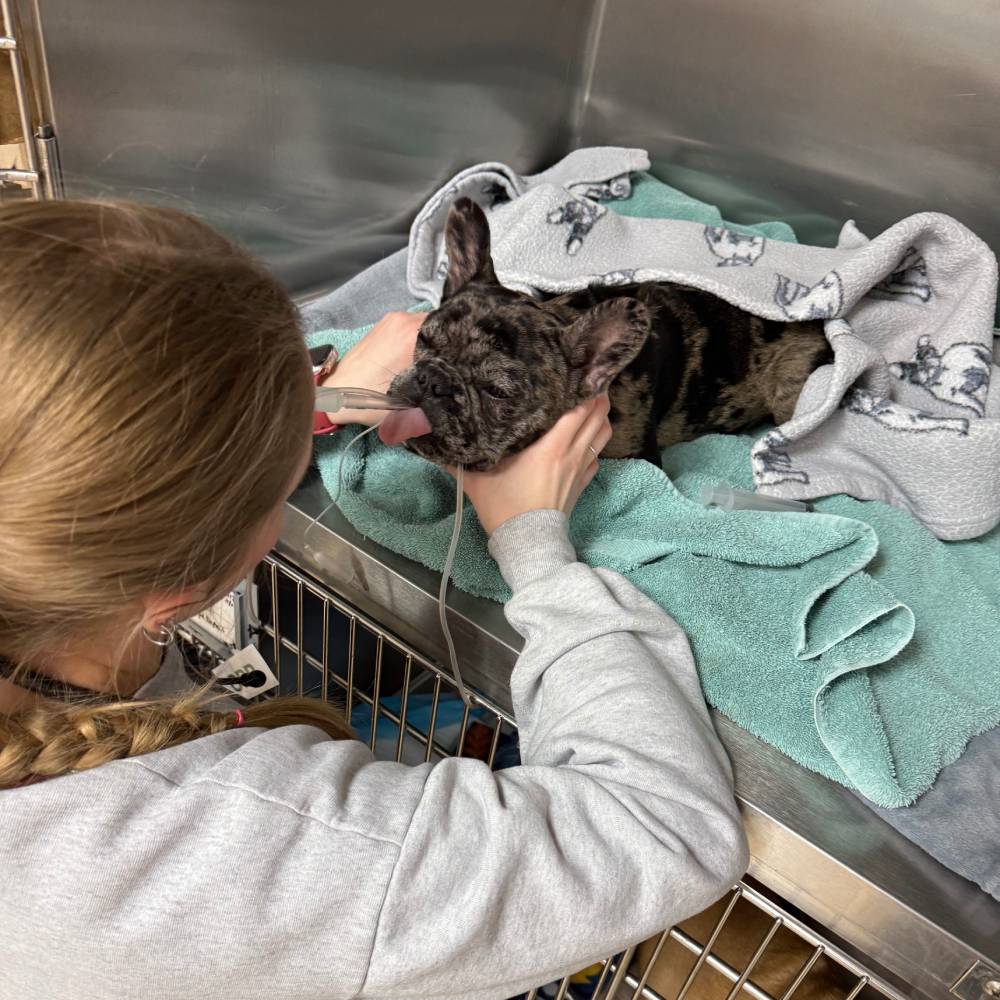 Vet helping a sick dog. Vet helping a sick dog.