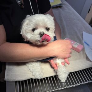 White dog licking nose